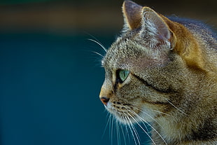 tilt shift lens photography of brown tabby cat