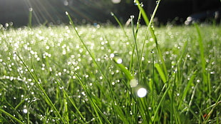 selective focus photography of green grass with dew