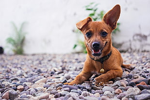 brown coated dog on stones