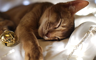 silver tabby kitten lying on white fabric cushion HD wallpaper