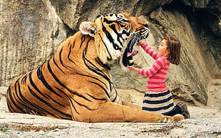 orange tiger, humor, animals, tiger, open mouth HD wallpaper