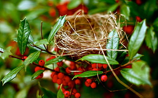 closeup photo of brown bird nest