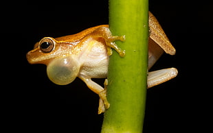 brown frog, nature, animals, frog, amphibian HD wallpaper