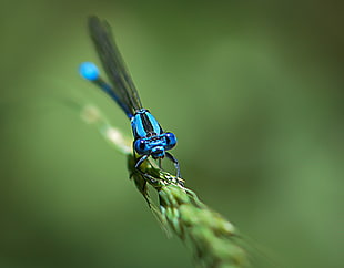 blue and black dragonfly on green leaf