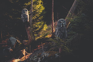 two gray owls on trees paintin