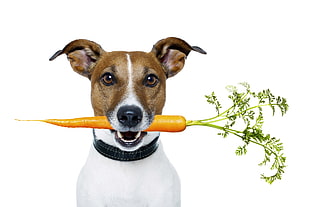 tan and white Jack russell terrier biting orange carrot