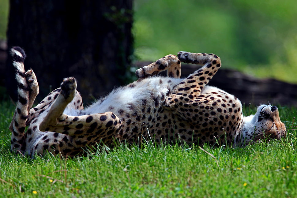 cheetah lying on green grass at daytime HD wallpaper