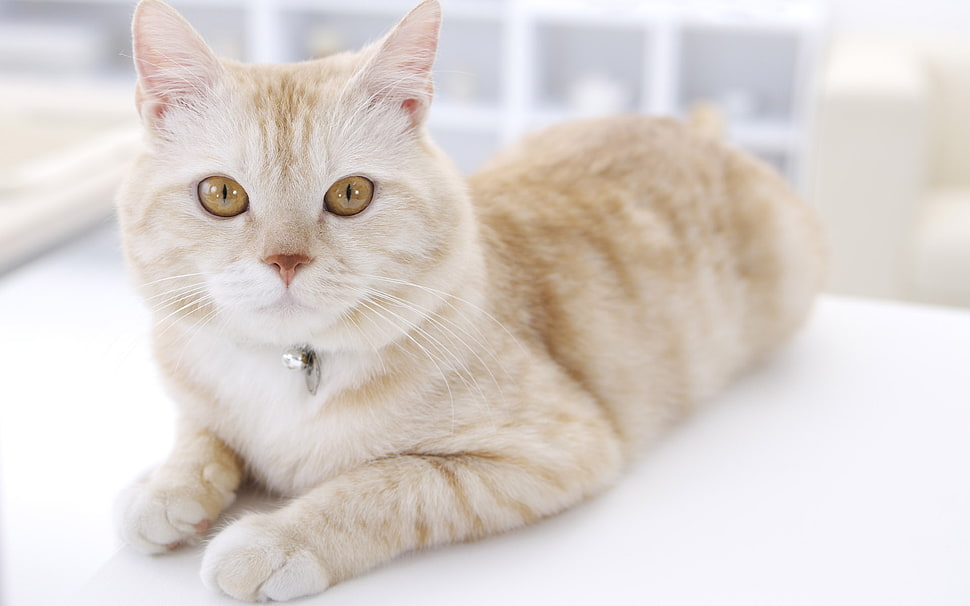 orange tabby cat HD wallpaper