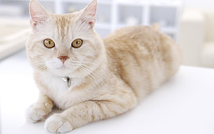 orange tabby cat