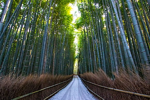 blue bamboo trees with a pathway HD wallpaper