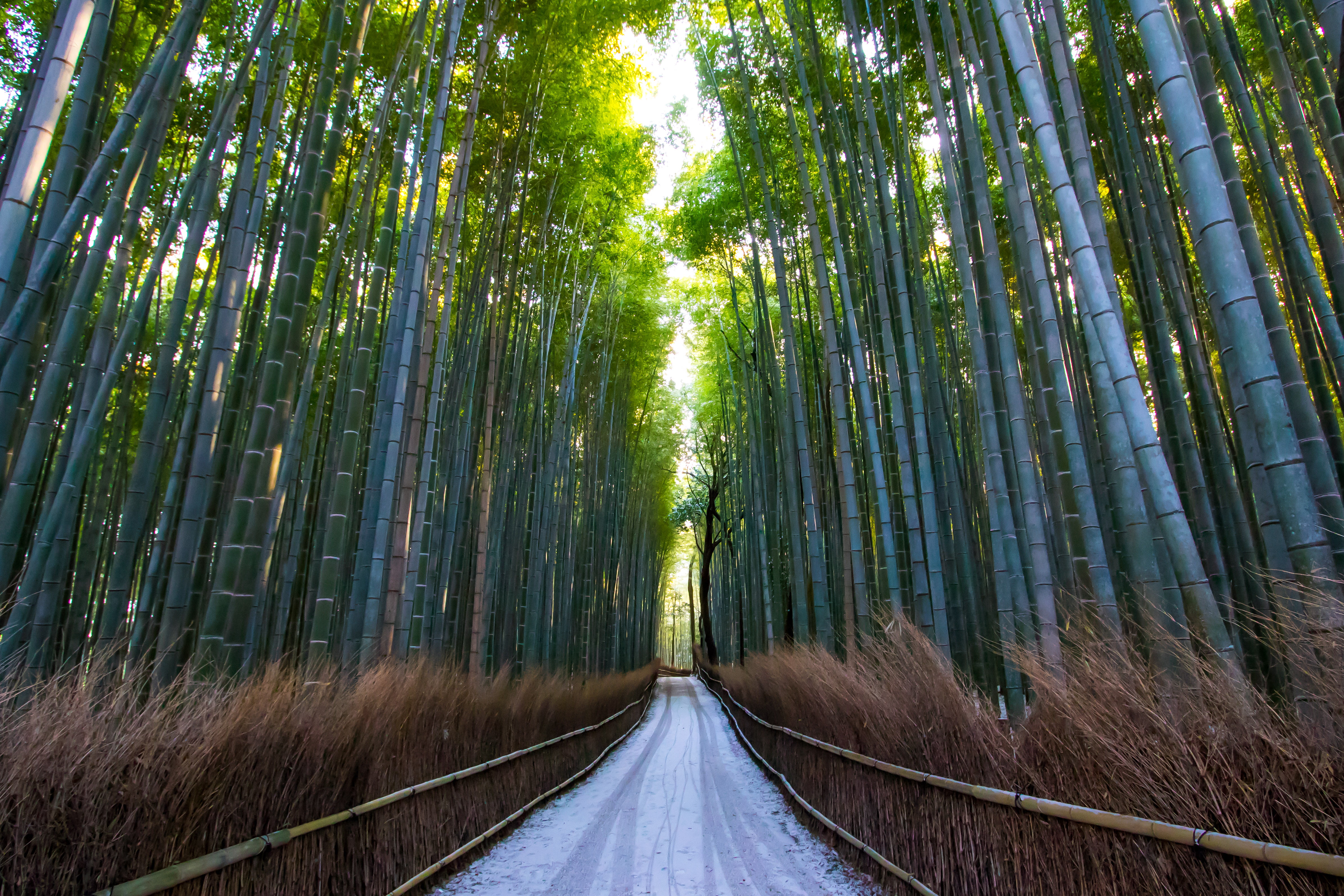 blue bamboo trees with a pathway