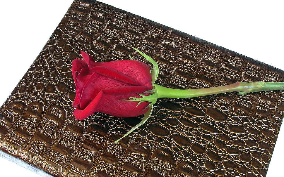 red rose on brown mat HD wallpaper
