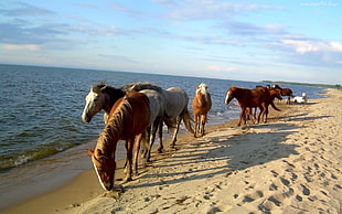 white, brown and black horses beside the seashore