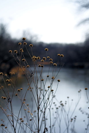 closeup photo of brown flowers against calm body of water, maquoketa river