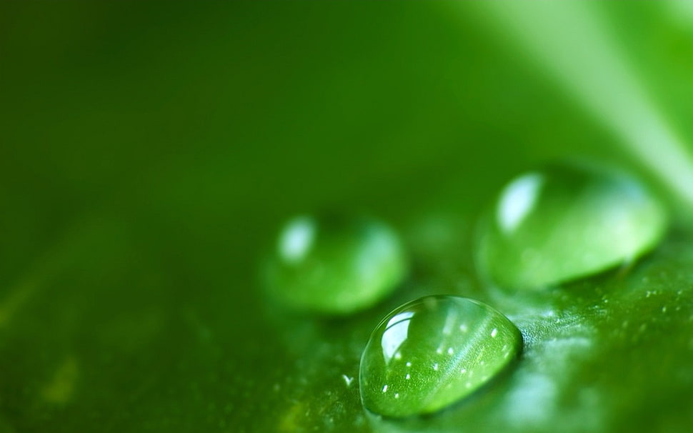 tear drops on leaf photo HD wallpaper