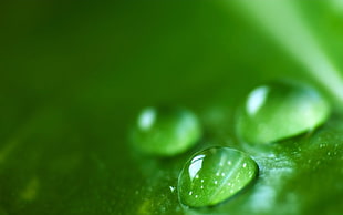 tear drops on leaf photo