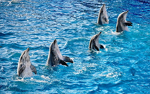 shallow focus photography of five dolphins doing tricks during daytime