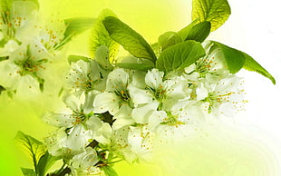 green petaled flowers, flowers, spring, plants