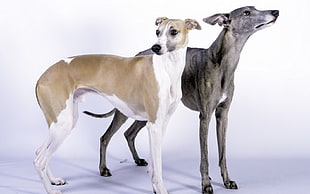 adult brown and white, and brindle whippets