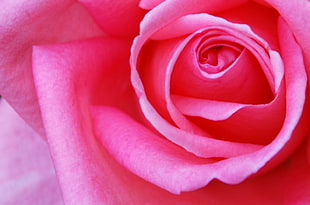 closed up photo of multi-petaled red flower, rose, rose, rosa, rosa HD wallpaper