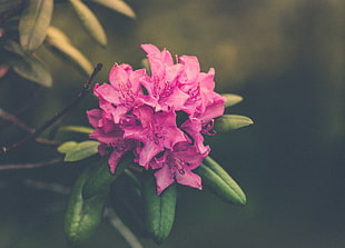 selective focus photo of pink Rhododendron flower