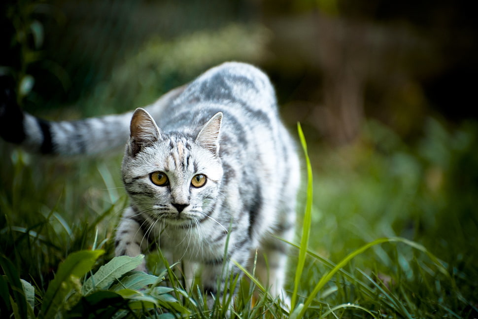 gray and white tabby cat, animals, cat, grass, depth of field HD wallpaper