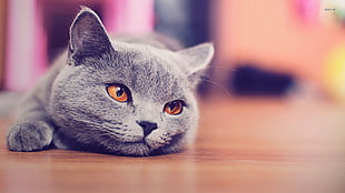 silver cat, blue, British shorthair, cat, animals HD wallpaper