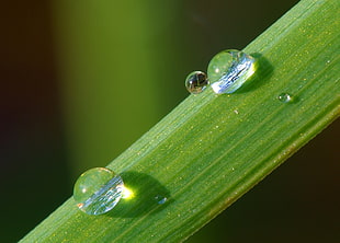 green leaf, nature, green, macro, water drops