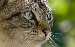 close up photography of gray Tabby cat