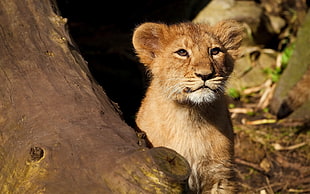 Lion Cub on tree trunk