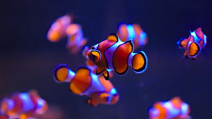 school of clown fish HD wallpaper