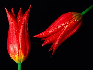 selective focus of two red flowers with water dew