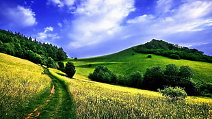 grass and tree covered field and hills, landscape, field, nature, summer