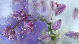 purple Tulip flowers HD wallpaper
