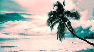 green coconut tree, beach, pink, turquoise, Coconut palms