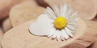 closeup photo of white Daisy flower on brown cut log HD wallpaper