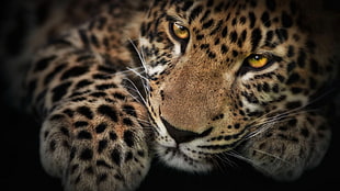 Leopard illustration