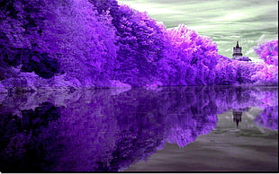 purple trees, trees, nature, landscape, lake HD wallpaper