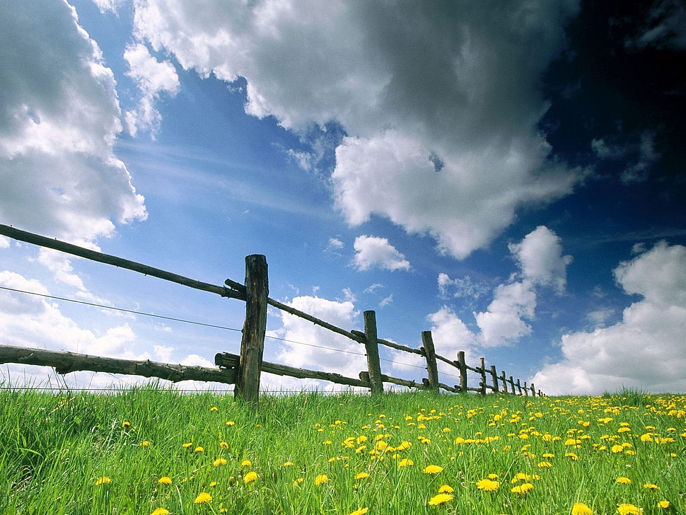 grass field with yellow flowers under blue sky during day time HD wallpaper