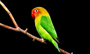 close up photo of green and red parakeet HD wallpaper