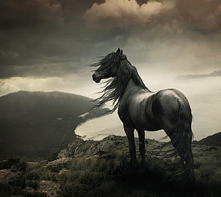 gray horse, nature, abstract, love HD wallpaper