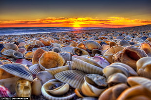 sea of clams
