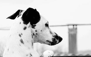 greyscale photo of dalmatian dog