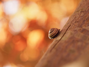 close up photo of brown snail HD wallpaper
