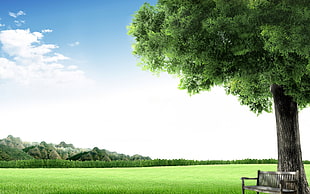 gray wooden bench beside black tree trunk with green leaves and wide green grass field under white sky during daytime
