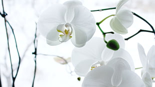 close-up photography of white moth orchids