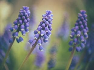 selective photography of lavender flowers