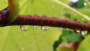 water dew drop on brown stem with green leaf plant during daytime closeup photography