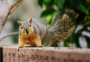 brown and gray squirrel on brown concrete surface
