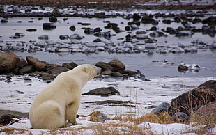 white polar bear, polar bears, animals, river